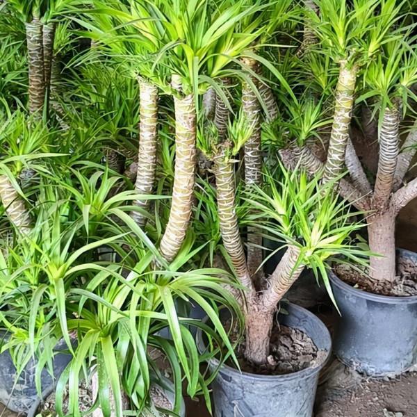 室內想養&OpenCurlyDoubleQuote;大盆&rdquo;鎮宅花，建議從這10種裡面選，聽名字就很霸氣