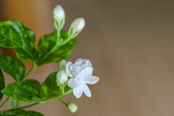 養茉莉也要用心，記住3要點，才能花開爆盆