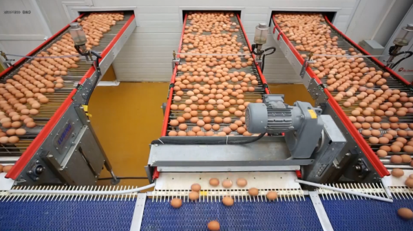 城裡人吃的雞蛋從哪裡來？每天產出240萬枚雞蛋的工廠瞭解一下