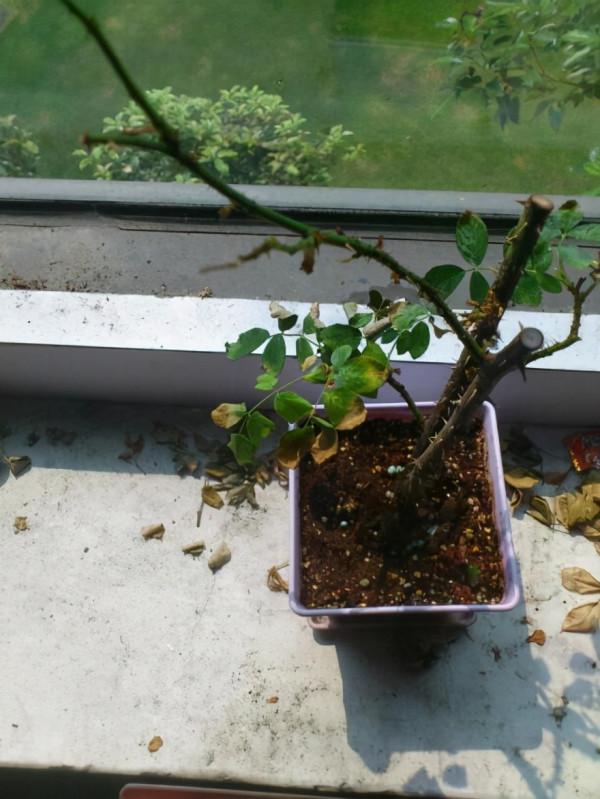 消滅月季“光桿”正當時,用對方法,15天新葉滿滿 消滅月季“光桿”正當時,用對方法,15天新葉滿滿