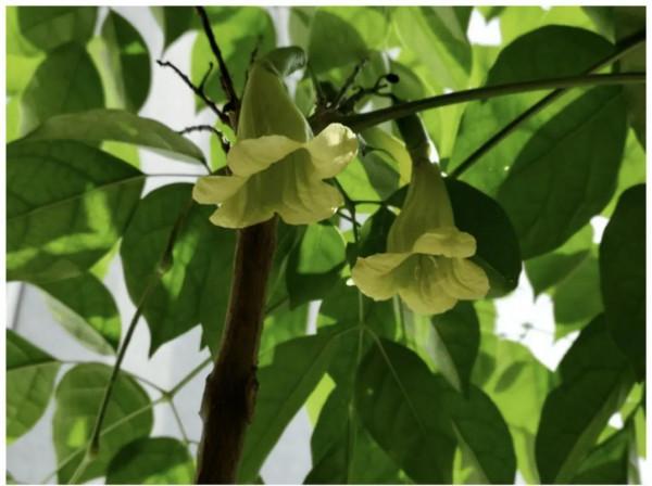 家養美觀大方的五種大盆植物