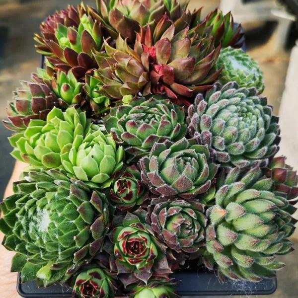 冬季生長的十種多肉？