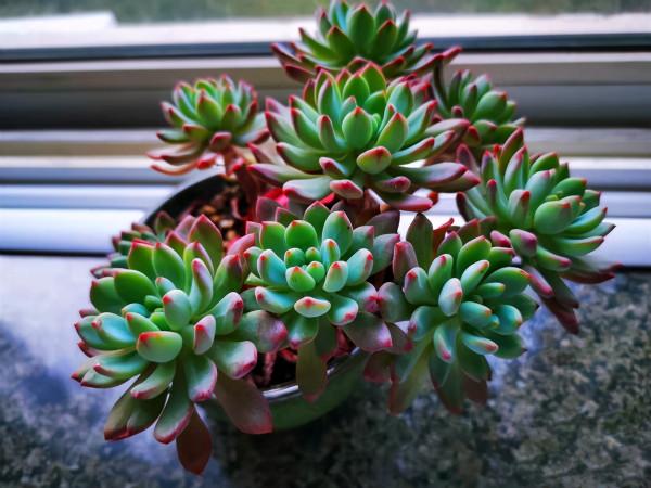 100種常見多肉圖鑑，比花還美，你認識幾種？