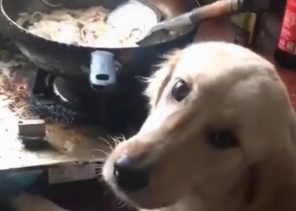 貴州一狗子趴主人鍋裡偷吃，吃完看看主人！網友：幫你嘗一下鹹淡