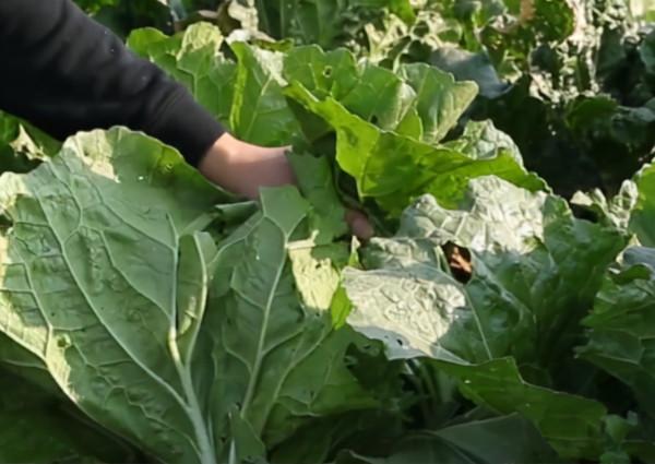 開始降溫了，白菜結球后期，用對4個小措施，預防葉片凍害