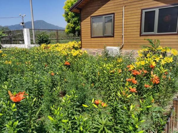 “百合村”再添“小菜園”闖出產業發展新路 “百合村”再添“小菜園”闖出產業發展新路