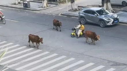 火上熱搜！一高校內黃牛成群閒逛，校方回應