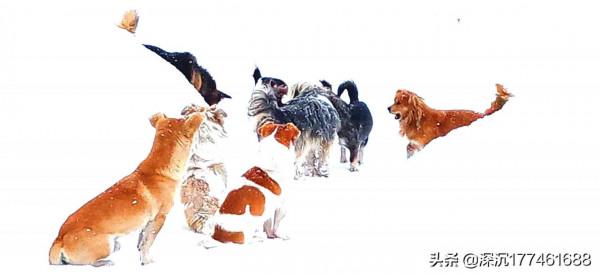 雪地裡的&OpenCurlyDoubleQuote;戰鬥&rdquo;