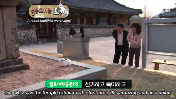 奇葩韓國高中生沉迷養雞，還帶雞上課，200只稀有雞震驚鳥類專家