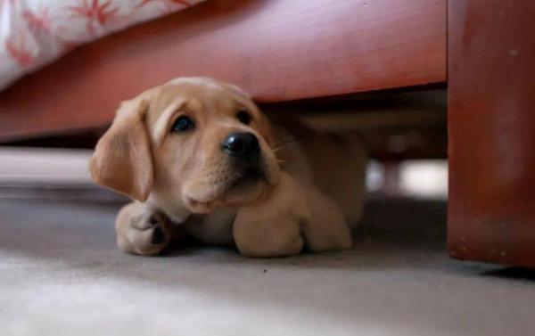 這幾種方式養狗,是在給狗狗“上刑”吧 這幾種方式養狗,是在給狗狗“上刑”吧