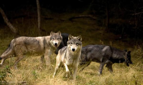 狼見了都要叫大哥的“猞猁”，在森林裡究竟有多恐怖？