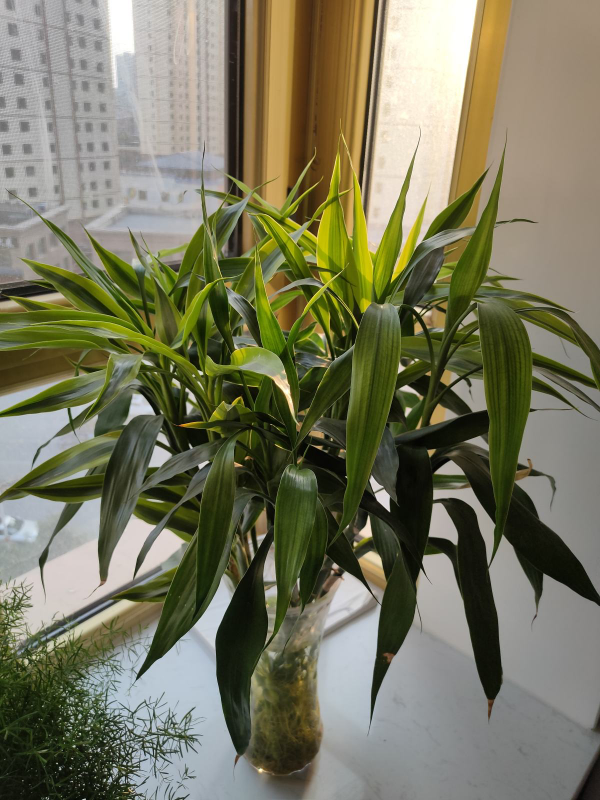 年前10塊錢一把的富貴竹，買回家3天就黃葉，究竟是為啥