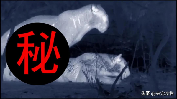 這隻花豹是啃老反面教材！正能量教育意義