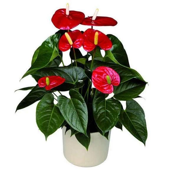 花豔吉利貴氣的八種富貴花