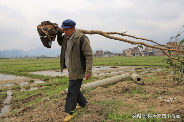 秋季栽種樹木要比春季栽種樹木更容易成活!你知道為什麼嗎? 秋季栽種樹木要比春季栽種樹木更容易成活!你知道為什麼嗎?