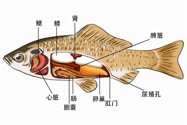 提塔利克魚:魚類與兩棲動物的過渡|地球簡史系列 提塔利克魚:魚類與兩棲動物的過渡|地球簡史系列
