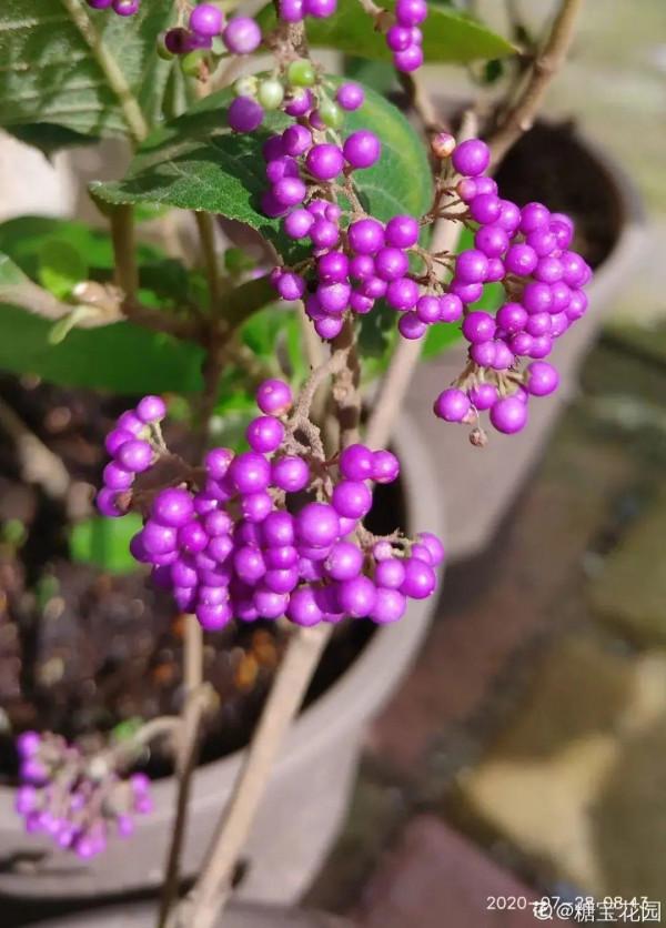6種“觀果植物”，小果實掛滿枝頭，半年不落，喜慶又好看
