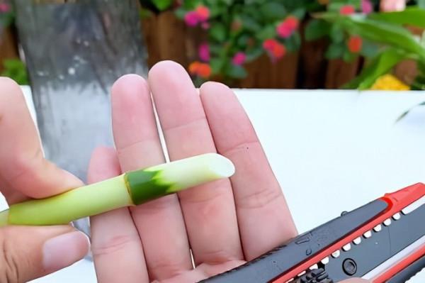 富貴竹這樣處理，快速生根還不黃葉