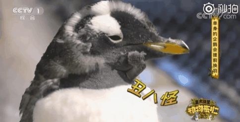 原來企鵝也會因為醜而單身，單身五年的企鵝終於脫單了