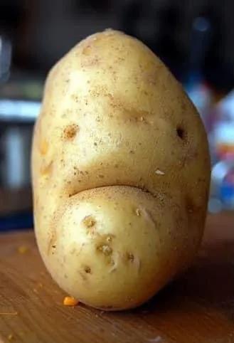 來自植物世界的精靈