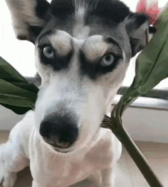 貓狗一直掉毛，兇手竟是我自己？