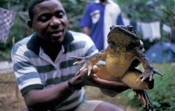 世界上最大的青蛙有多大？體重6斤多，蝌蚪像鵝蛋般大，還會築巢