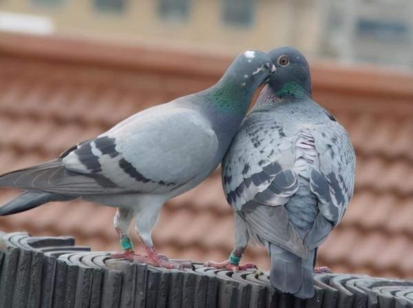 鴿舍建造款式多,但是整體要求差不多 鴿舍建造款式多,但是整體要求差不多