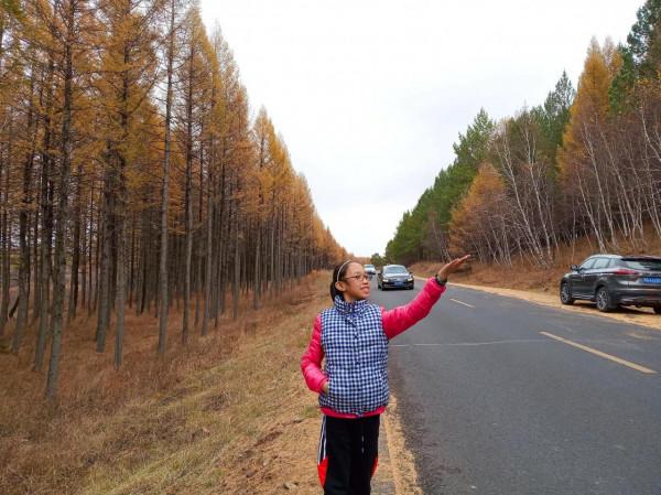 滿目金黃，又想壩上草原了（二）