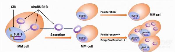 circRNA會影響你染色體穩定嗎？——來看看這個