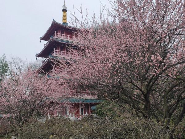 這兒你來過嗎？元宵已鬧春，處處尋梅，帶你賞&hellip;&hellip;