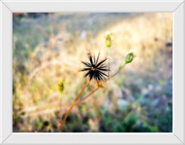 打油“詩”：《生命》