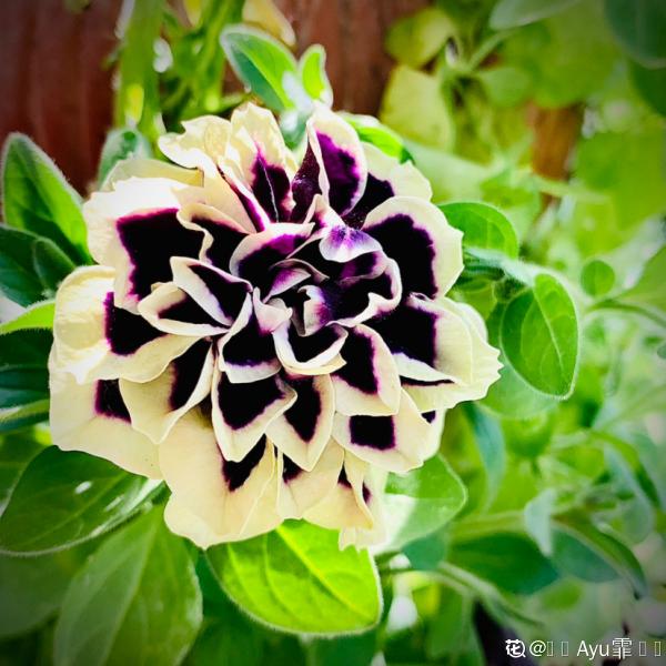 秋天到，花多多也該準備上了，早點用上開花多