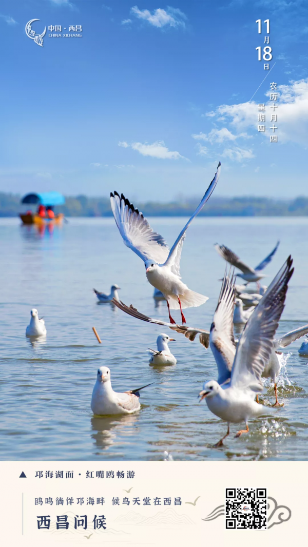 西昌問候丨鷗鳴徜徉邛海畔 候鳥天堂在西昌