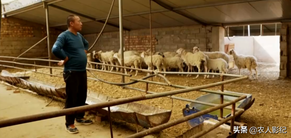 甘肅小夥進山放羊，養羊三年賠三年，屢敗屢戰年收入1000多萬元