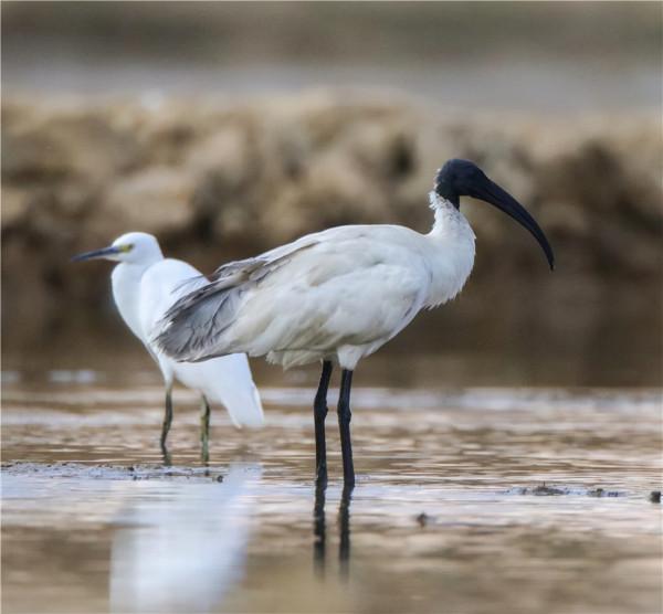 35年第二次見！罕見黑頭白䴉現身雲南，為何僅此1只，是有人放？