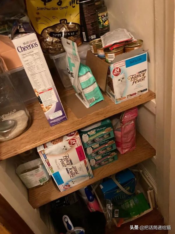 留學生被拒20次終於領養到貓，半年後發現小貓咪居然變色了