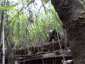 出沒於秦嶺的野生熊貓，是山中帶毛修行的真隱士