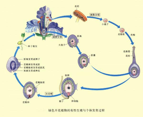 生物進化普遍選擇的是衰老，而不是永生，這究竟是為什麼？