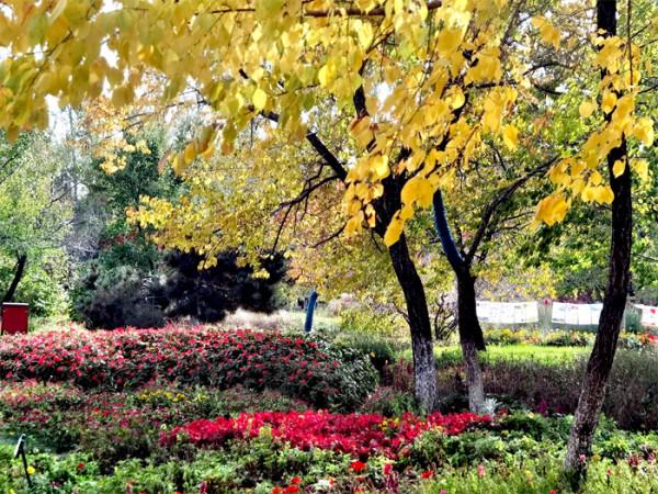 打卡丨秋天是什麼顏色？百花園內五彩斑斕