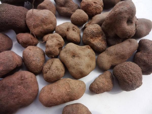 中獸藥基礎知識----驅蟲中獸藥簡介及畜禽用量