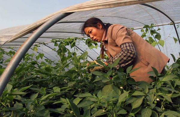 比阿維菌素強10倍，內吸+觸殺，蟲卵通殺，徹底根治根結線蟲