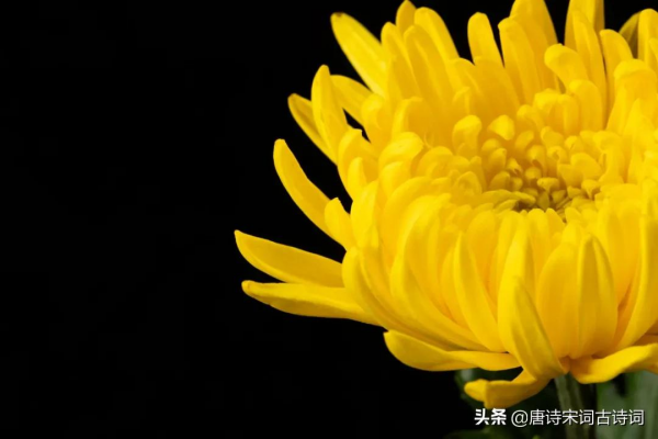 黃花柔且烈 黃花柔且烈