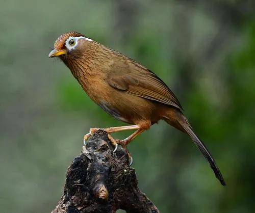 分享鳥類圖片-畫眉鳥