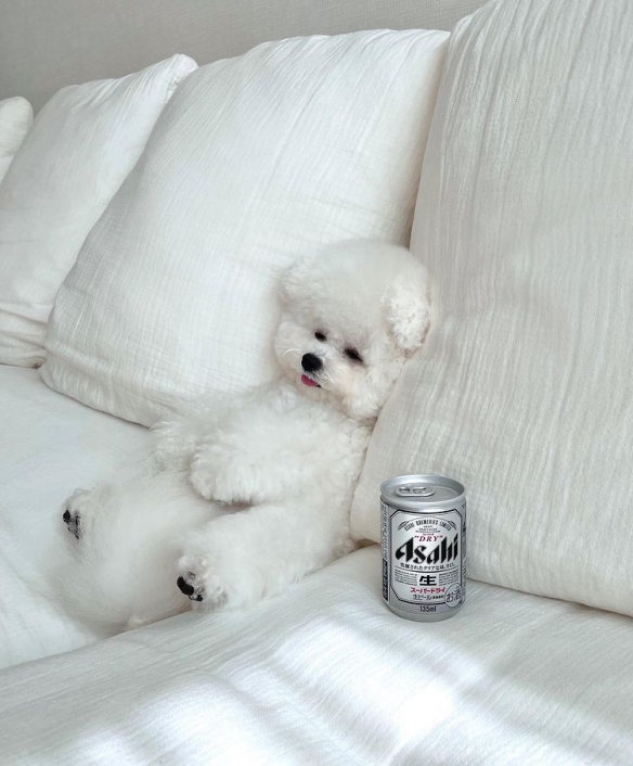 做什麼都一起的貴賓與比熊：兩團棉花糖的激萌日常