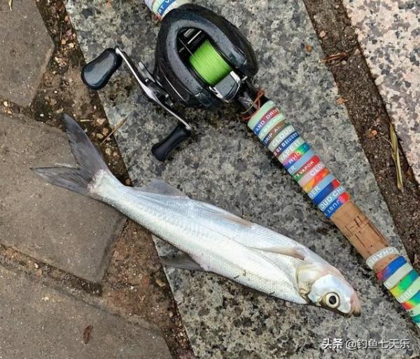 江西男子曬漁獲秀智商!網友看後怒了:這麼多小魚,你能吃完嗎 江西男子曬漁獲秀智商!網友看後怒了:這麼多小魚,你能吃完嗎