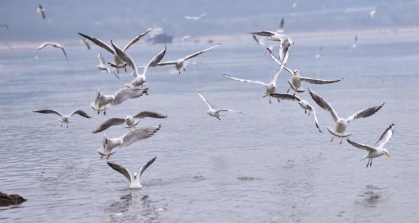 紅嘴鷗，一首生命的歌