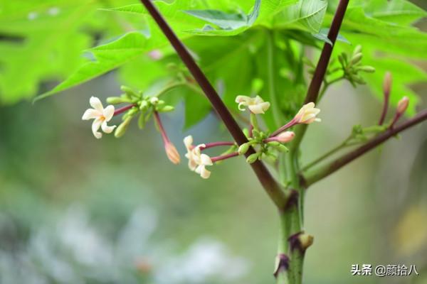 綠色背景牆的角落，聞著番木瓜花的香味賞月啦 | 園丁