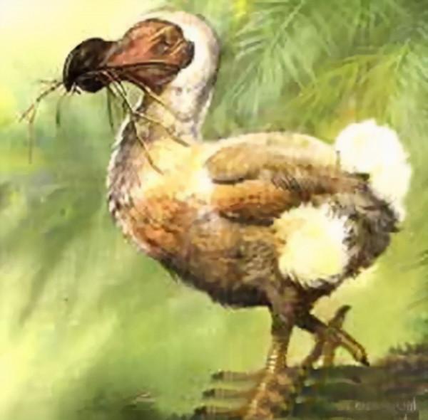 殖民時代，被人類滅絕的23種可愛的動物，如今只留下了最後的圖片