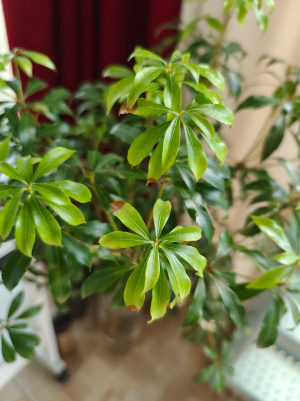 室內軟裝神器“馬醉木”，只需要一根樹枝，家裡氣質高八度