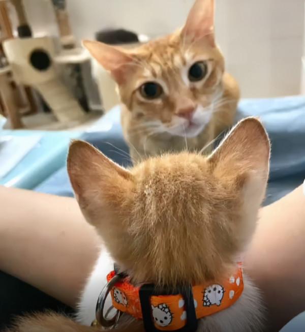 下班路上順手撿了只貓，帶回家以後，原住貓的表情太真實了